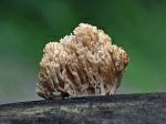 Clavariaceae, Tremellales - Рогатиковые и дрожалковые грибы