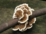 Polyporaceae - Трутовые грибы