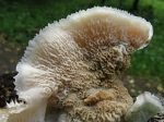 Corticiaceae - Кортициоидные грибы