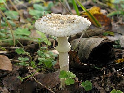 Фото с сайта Удивительный мир грибов Татьяны Светловой Автор фото: Салават Арсланов