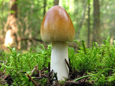 Фото с сайта Удивительный мир грибов Татьяны Светловой Автор фото: Салават Арсланов