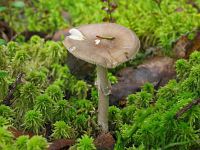 Мухомор порфировый (Amanita porphyria)Фото с сайта Удивительный мир грибов Татьяны Светловой