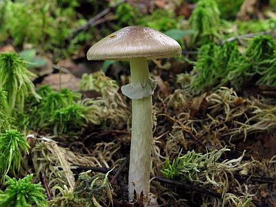 Мухомор порфировый (Amanita porphyria)Фото с сайта Удивительный мир грибов Татьяны Светловой Автор фото: Салават Арсланов
