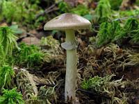 Мухомор порфировый (Amanita porphyria)Фото с сайта Удивительный мир грибов Татьяны Светловой