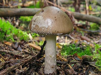 Мухомор порфировый (Amanita porphyria)Фото с сайта Удивительный мир грибов Татьяны Светловой Автор фото: Салават Арсланов