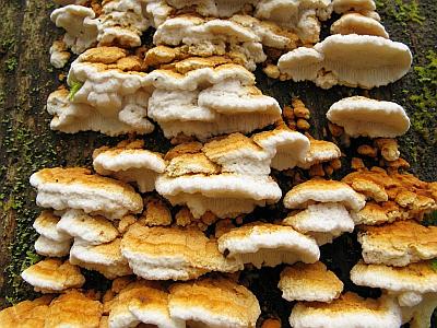Антродия рядовая (Antrodia serialis)Фото с сайта Удивительный мир грибов Татьяны Светловой Автор фото: Салават Арсланов