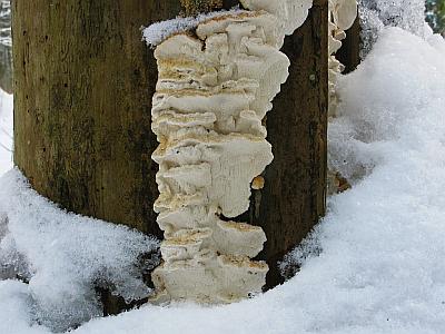 Антродия рядовая (Antrodia serialis)Фото с сайта Удивительный мир грибов Татьяны Светловой Автор фото: Салават Арсланов