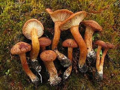 Говорушка синопская (Clitocybe sinopica)Фото с сайта Удивительный мир грибов Татьяны Светловой Автор фото: Станислав Кривошеев
