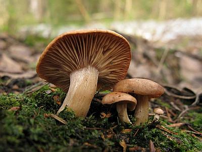 Фото с сайта Удивительный мир грибов Татьяны Светловой
Синоним: Rhizocybe vermicularis  Автор фото: Станислав Кривошеев