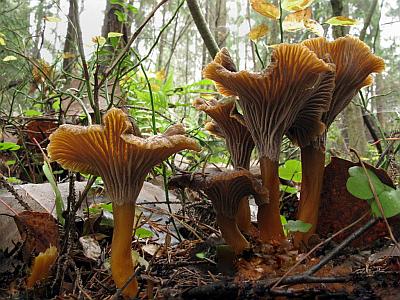 Craterellus tubaeformisФото с сайта Удивительный мир грибов Татьяны Светловой Автор фото: Станислав Кривошеев
