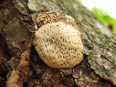 Dichomitus campestrisФото с сайта Удивительный мир грибов Татьяны Светловой Автор фото: Станислав Кривошеев