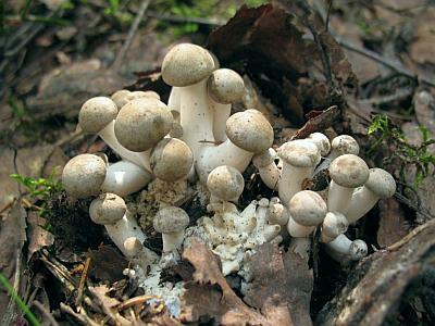 Лиофиллум скученный (Lyophyllum decastes)Фото с сайта Удивительный мир грибов Татьяны Светловой Автор фото: Станислав Кривошеев