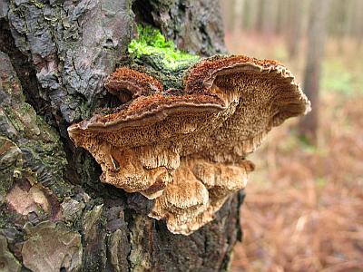 Сосновая губка (Phellinus pini)Фото с сайта Удивительный мир грибов Татьяны Светловой Автор фото: Станислав Кривошеев