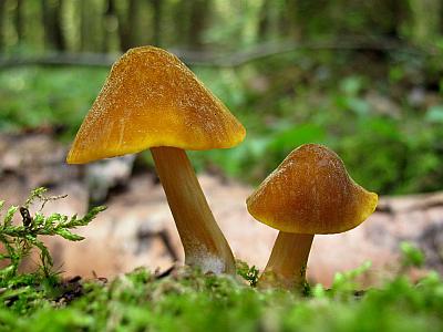Фото с сайта Удивительный мир грибов Татьяны Светловой Автор фото: Станислав Кривошеев