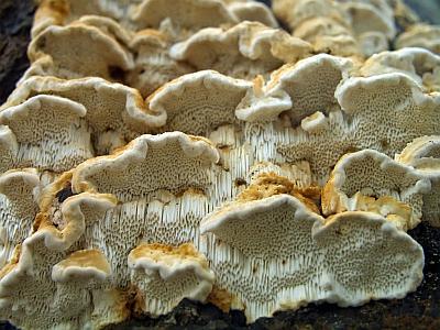 Фото с сайта Удивительный мир грибов Татьяны Светловой Автор фото: Владимир Капитонов
