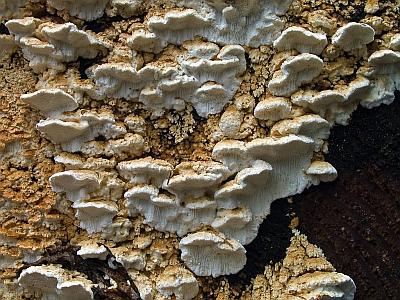 Фото с сайта Удивительный мир грибов Татьяны Светловой Автор фото: Владимир Капитонов