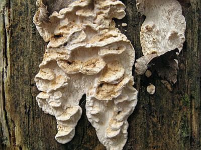 Фото с сайта Удивительный мир грибов Татьяны Светловой Автор фото: Алексей Мясников