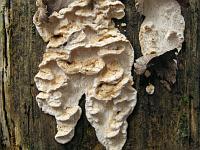 афиллофоровые грибы