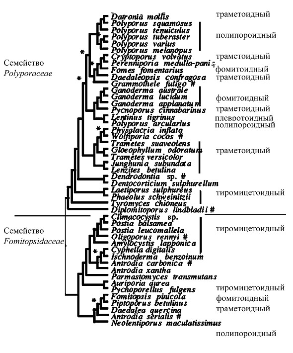 Распределение различных морфотипов трутовиковых грибов по современной системе порядка Polyporales