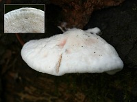Leptoporus mollis – лептопорус мягкий. Фото Владимира Капитонова (Ижевск), 13 сентября 2009 г.