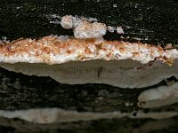 Parmastomyces mollissimus - пармастомицес мягчайший. Фото Владимира Капитонова (Ижевск), 12 сентября 2010 г.