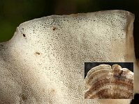 Oligoporus balsameus (syn. Postia balsamea) – олигопорус смолистый. Фото Владимира Капитонова (Ижевск), 4 октября 2009 г.
