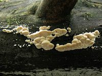 Oligoporus lateritius (syn. Postia lateritia) – олигопорус кирпично-красный. Фото Татьяны Светловой (Москва), 14 сентября 2010 г.