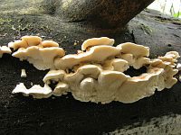 Oligoporus lateritius (syn. Postia lateritia) – олигопорус кирпично-красный. Фото Татьяны Светловой (Москва), 6 октября 2010 г.