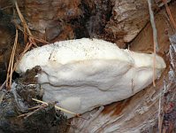 Spongipellis spumeus (syn. Sarcodontia spumea) - спонгипеллис губчатый. Фото Кима Потапова (Казань), 22 октября 2005 г.