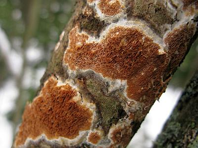 Ceriporiopsis resinascensФото с сайта Удивительный мир грибов Татьяны Светловой Автор фото: Станислав Кривошеев