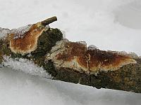 Ceriporiopsis resinascens - Церипориопсис смолянеющий. Фото Салавата Арсланова (Санкт-Петербург), 23 января 2012 г.