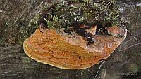 Hapalopilus aurantiacus - Гапалопилус оранжевый. Фото Игоря Крома (Красноярский край), 25 июля 2015 г.