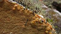 Hapalopilus aurantiacus - Гапалопилус оранжевый. Фото Игоря Крома (Красноярский край), 4 июля 2015 г.
