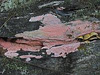 Postia placenta (syn. Rhodonia placenta) - постия распластанная. Фото Игоря Крома (п. Жаровск Красноярского края), 20 августа 2015 г.