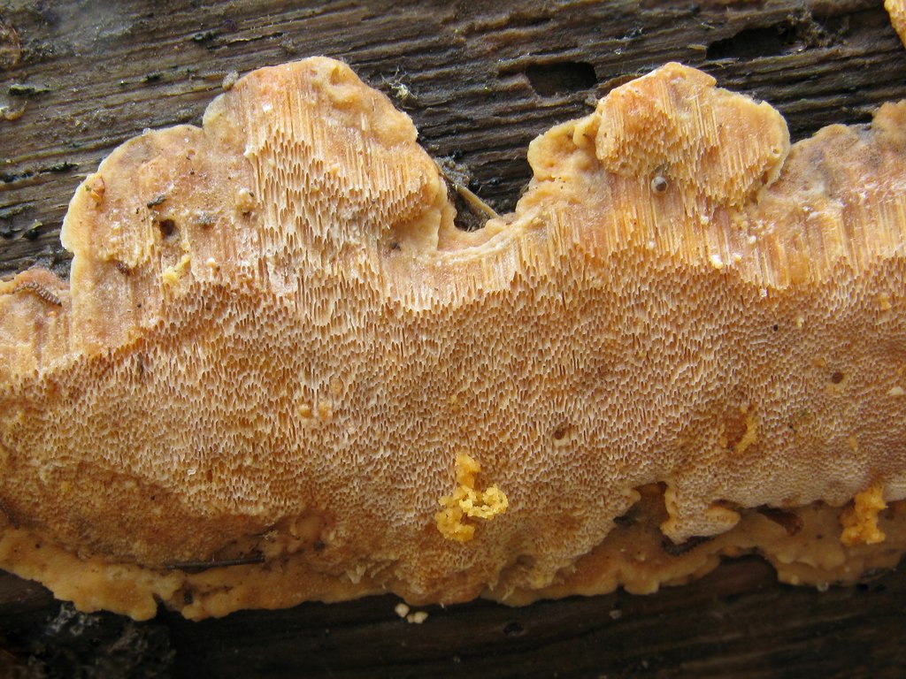 Ригидопорус шафранно-жёлтый (Rigidoporus crocatus). Автор фото: Татьяна Светлова
