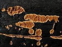 Boreostereum radiatum - бореостереум лучистый. Фото Владимира Капитонова (Ижевск), 19 июля 2011 г.