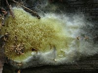 Hydnomerulius pinastri (Leucogyrophana pinastri) - гидномерулиус сосновый. Фото Татьяны Светловой (Москва), 7 сентября 2011 г.
