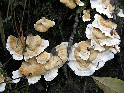 Систотрема сливающаяся (Sistotrema confluens)Фото с сайта Удивительный мир грибов Татьяны Светловой Автор фото: Станислав Кривошеев