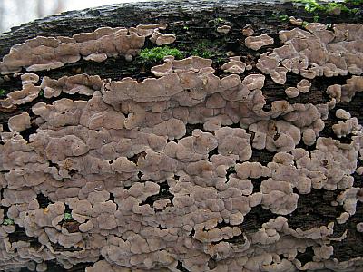Xylobolus frustulatusФото с сайта Удивительный мир грибов Татьяны Светловой Автор фото: Станислав Кривошеев