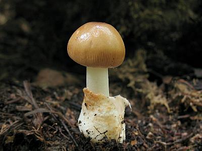 Фото с сайта Удивительный мир грибов Татьяны Светловой Автор фото: Татьяна Светлова