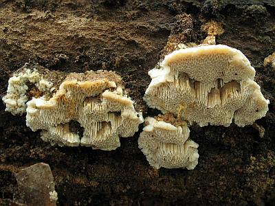 Фото с сайта Удивительный мир грибов Татьяны Светловой Автор фото: Татьяна Светлова
