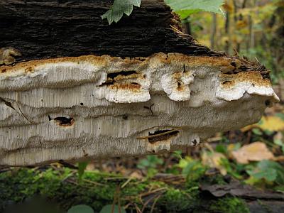 Антродия рядовая (Antrodia serialis)Фото с сайта Удивительный мир грибов Татьяны Светловой Автор фото: Татьяна Светлова