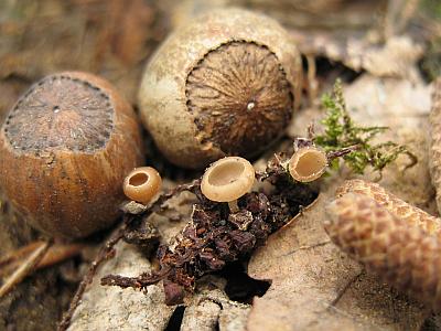 Ciboria coryliФото с сайта Удивительный мир грибов Татьяны Светловой Автор фото: Станислав Кривошеев