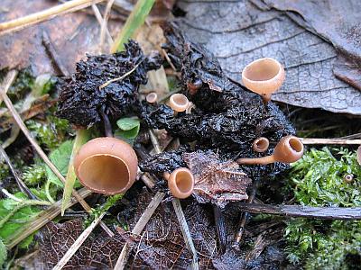 Ciboria betulicolaФото с сайта Удивительный мир грибов Татьяны Светловой Автор фото: Станислав Кривошеев