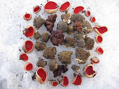 Фото с сайта Удивительный мир грибов Татьяны Светловой Автор фото: Станислав Кривошеев