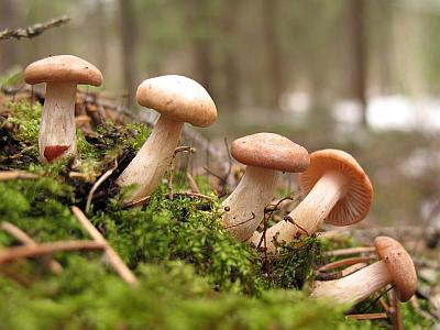 Фото с сайта Удивительный мир грибов Татьяны Светловой
Синоним: Rhizocybe vermicularis  Автор фото: Станислав Кривошеев