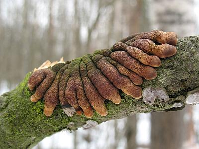 Гипокреопсис лишайниковидный (Hypocreopsis lichenoides)Фото с сайта Удивительный мир грибов Татьяны Светловой Автор фото: Станислав Кривошеев